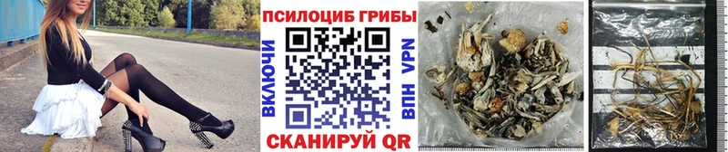 как найти закладки  Ишим  Псилоцибиновые грибы Psilocybine cubensis 